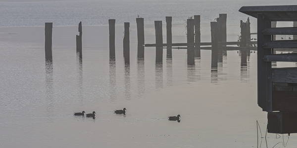 FS221019 Fog In The Morning Print