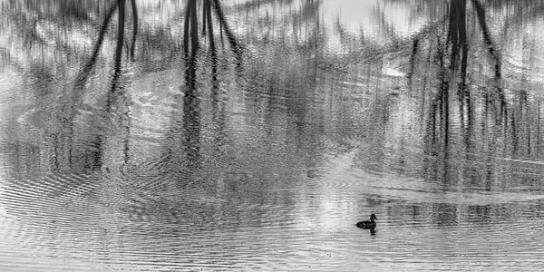 FS230104BW2 Print