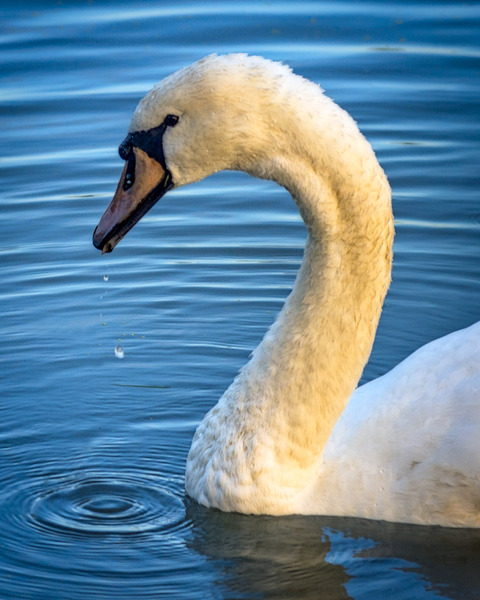FS230602 Print