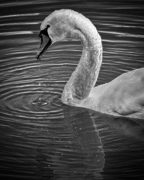 FS230602BW Print