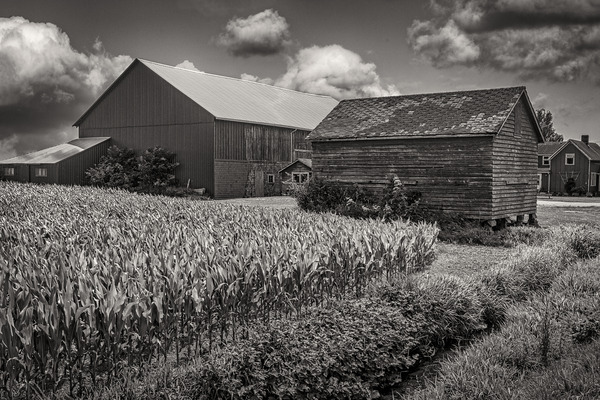 FS230703BW Print