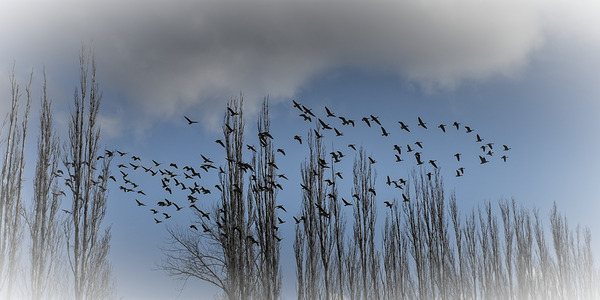 FS240207 BIRDS Print