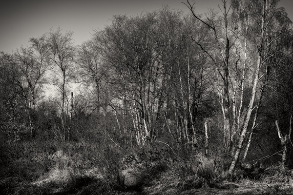 FS240318BW Print