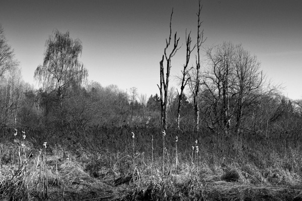 FS240319BW Print