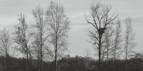 FS240405 BW Print