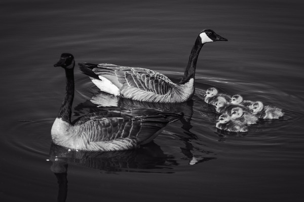 FS240422 BW Print