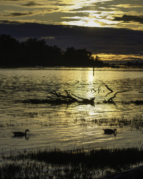 FS240426 DUCKS Print