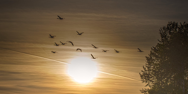 FS240514 Golden Hour Print