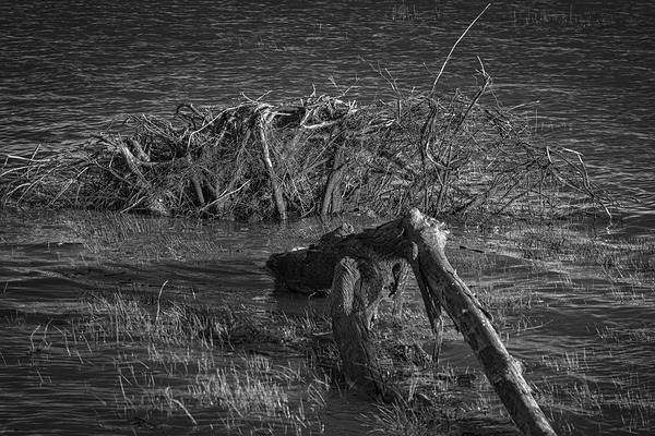 FS240607 ROOTS BW2 Print