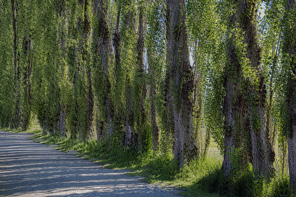 FS240619 TREES Print