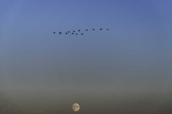 GEESE Print