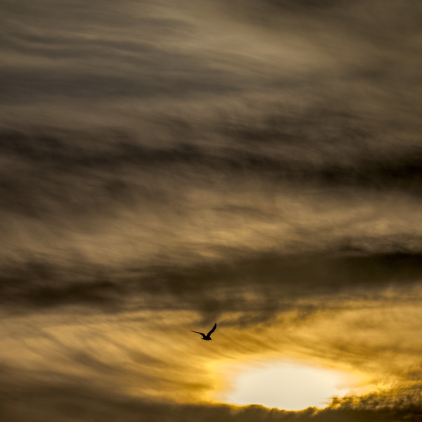 INTO UNKNOWN Print