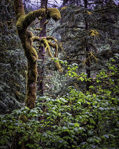 MOSS ON TREES 樹上的苔蘚 Print