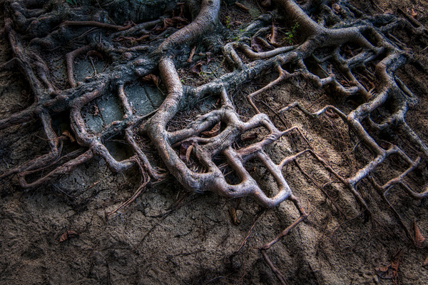 ROOTS 2011 Print
