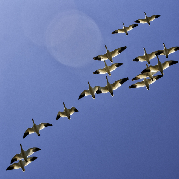 SNOW GEESE Print