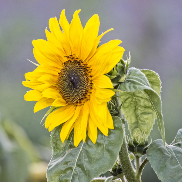 SUNFLOWER 2 Print