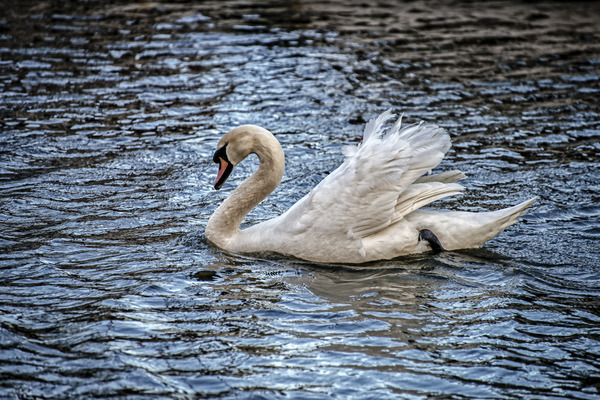 SWAN 2017 Print