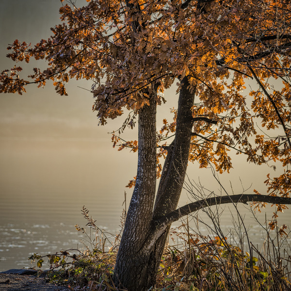 WINTER TREES Print