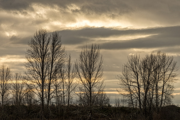 WINTER TREES 2023 Print
