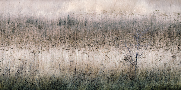 Winter Landscape Print