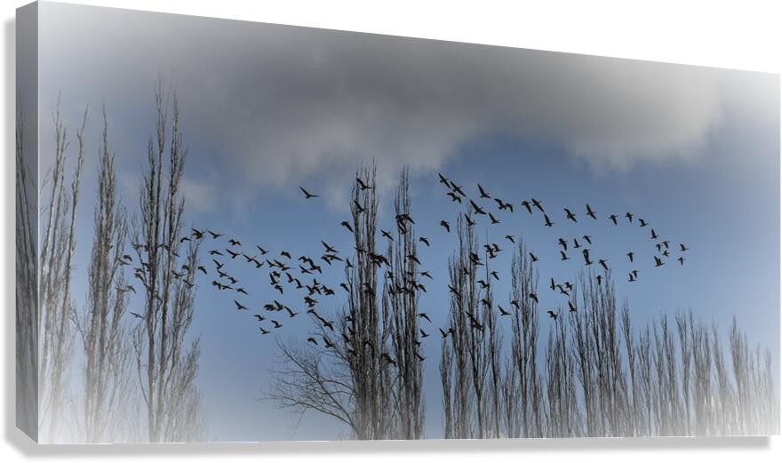 FS240207 BIRDS Canvas Print