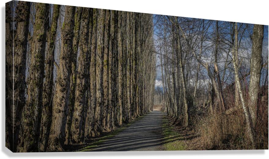 FS240207DW Canvas Print