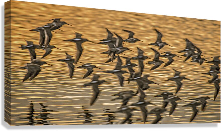 FS200221AA Canvas Print