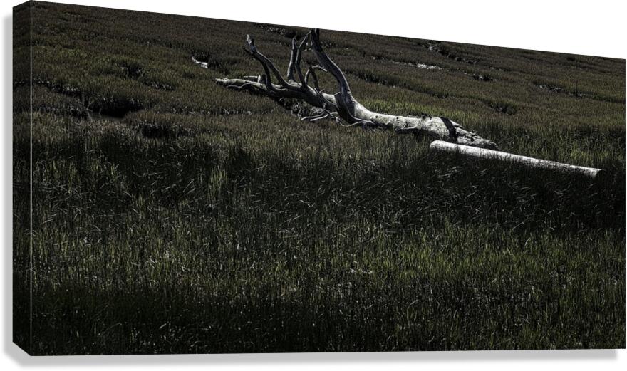 FS240417 DW Canvas Print
