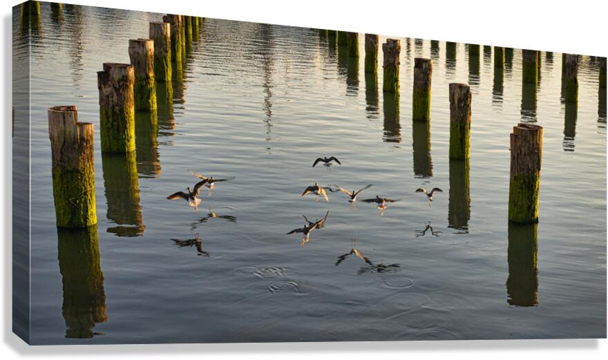 FS220930 041 Canvas Print