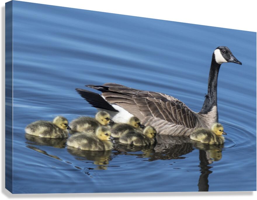 FS240422 430 Canvas Print