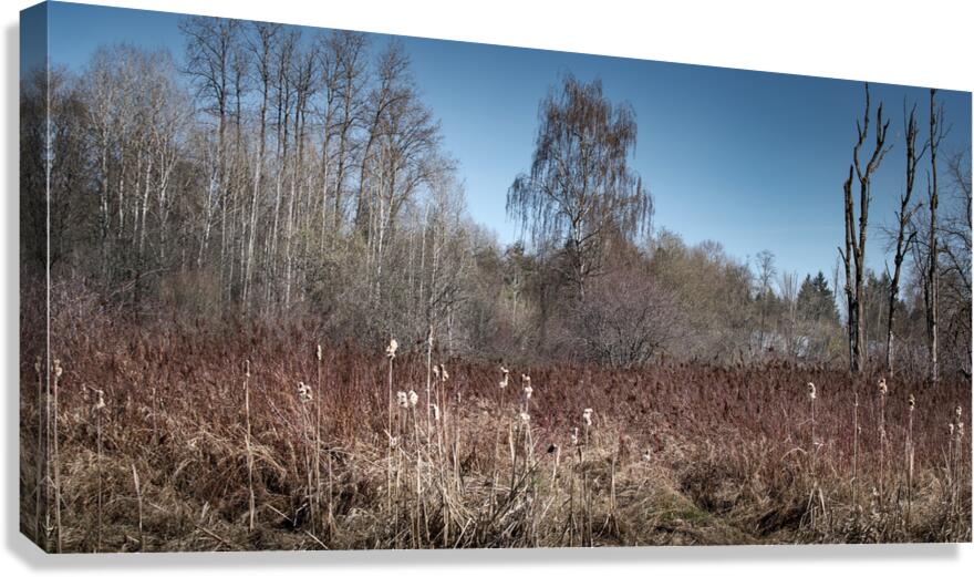 FS240319 TREES Canvas Print