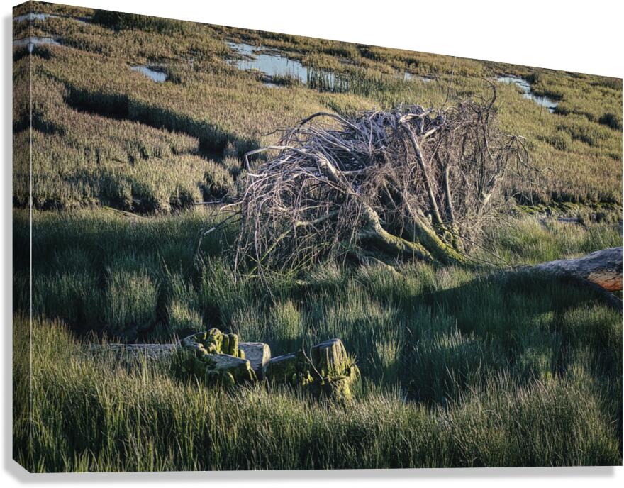 FS240430 Canvas Print