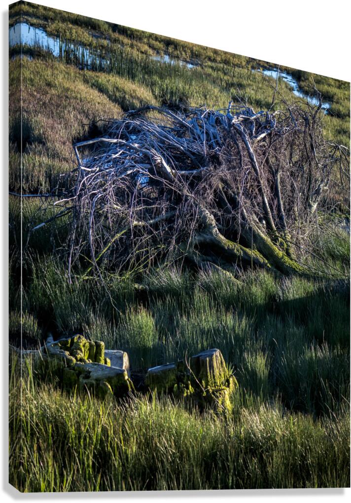 ROOTS 2024 Canvas Print