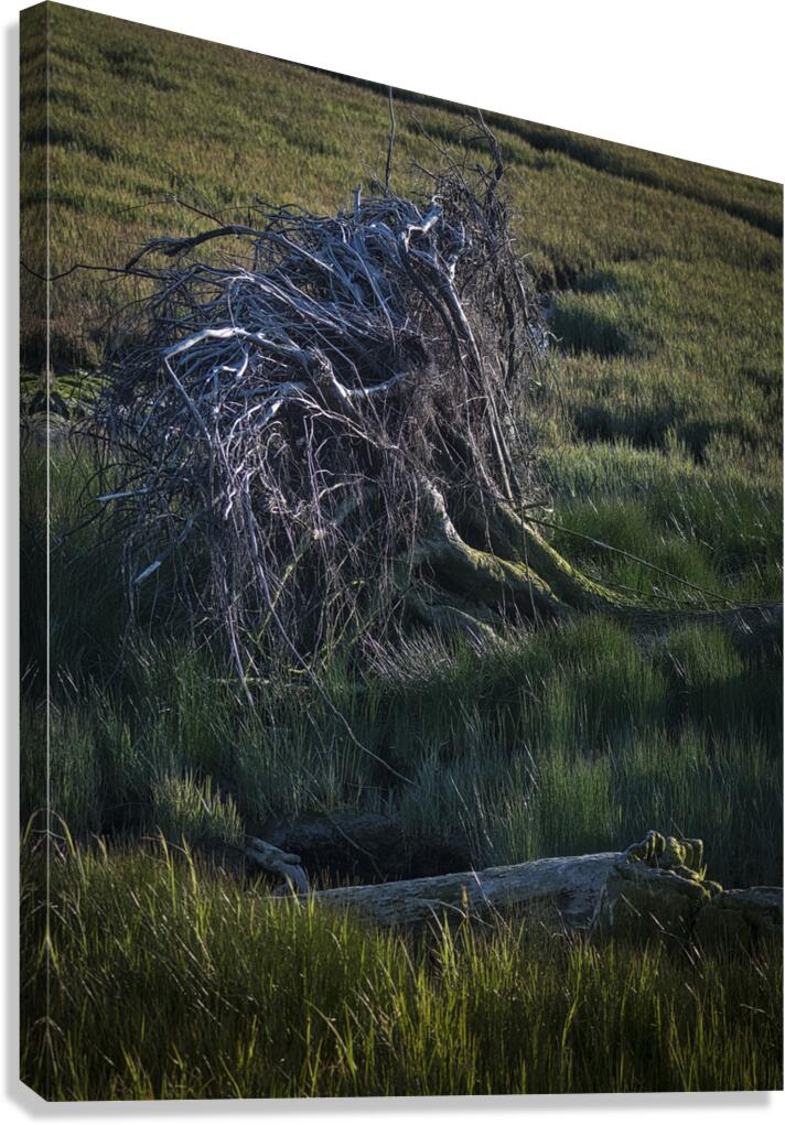 FS240430 ROOTS II Canvas Print