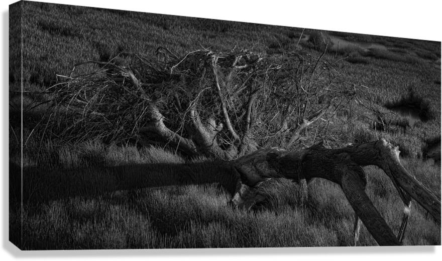 FS240430BW Canvas Print