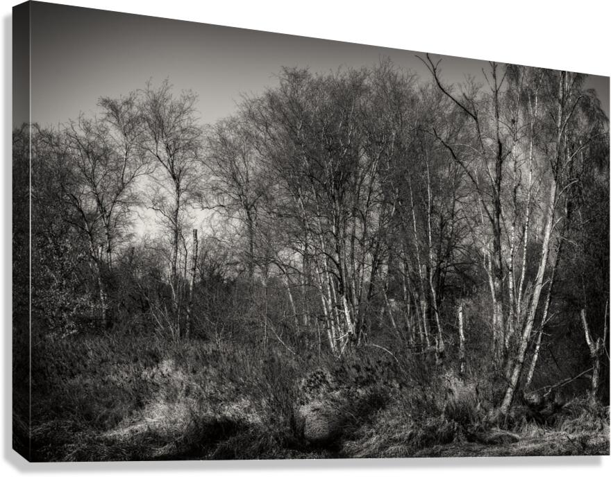 FS240318BW Canvas Print