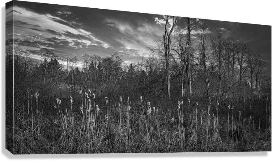 FS240318 Still Creek Canvas Print