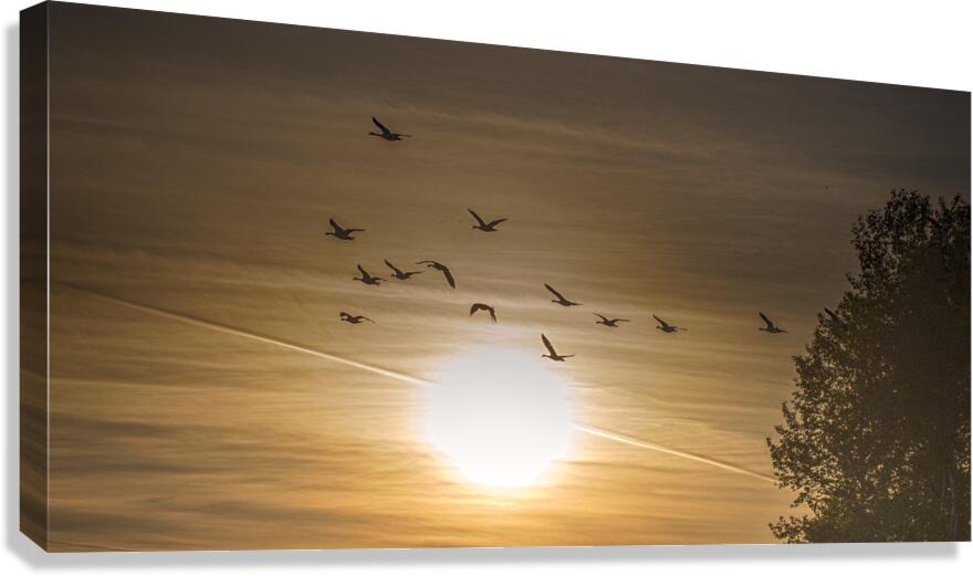 FS240514 Golden Hour Canvas Print