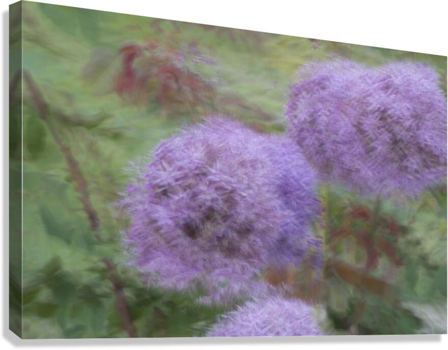 20240615 256 Canvas Print