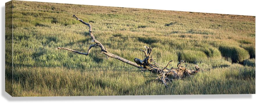 FALLEN TREE 2024 Canvas Print