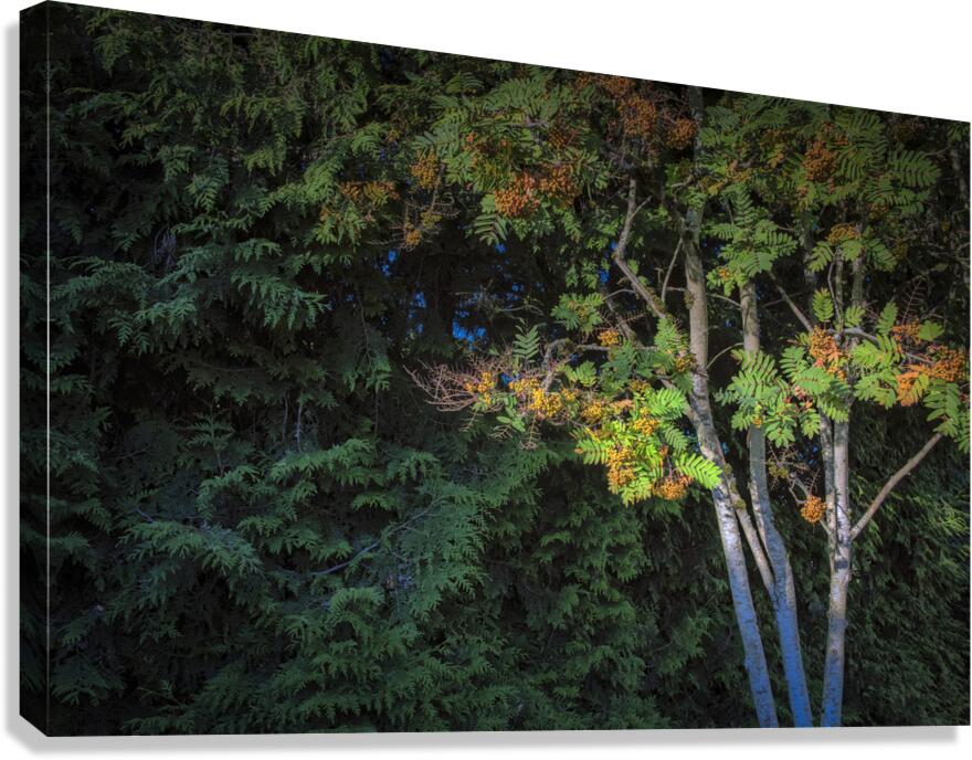 FS240703 Canvas Print