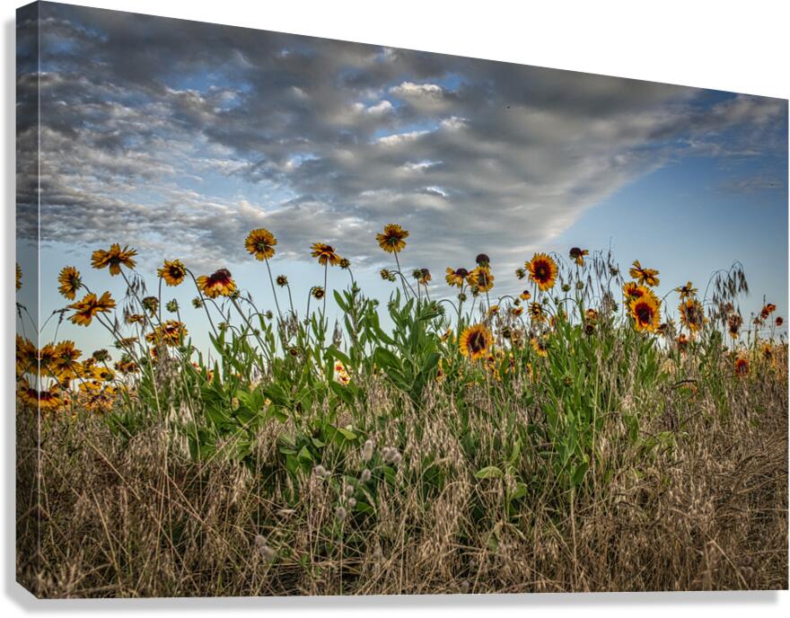 FS240702 Canvas Print