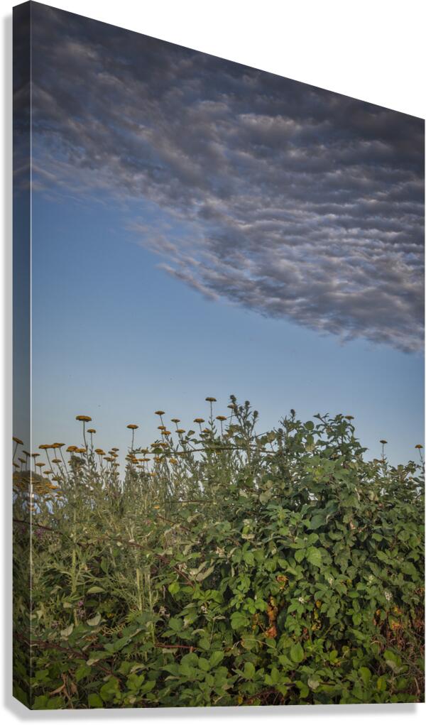 FS240702 Cloudscape Canvas Print