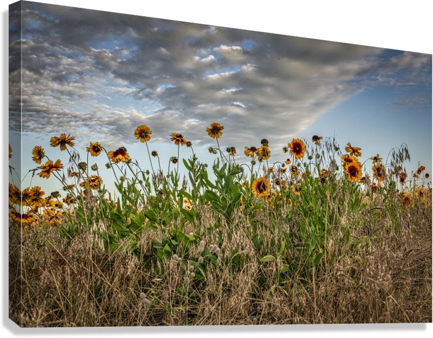 FS240702 Canvas Print