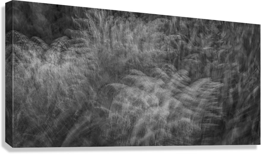FS240816 WIND BLOWS Canvas Print
