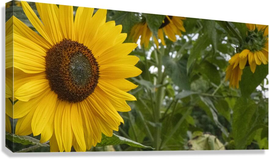 FS240818 478 Canvas Print