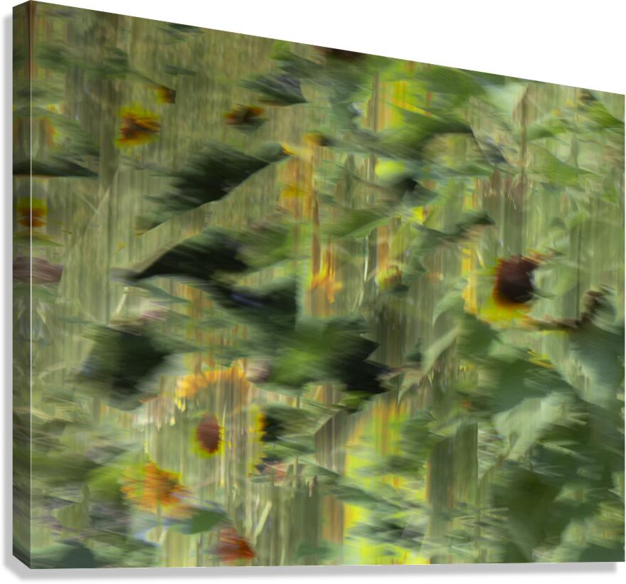 20240820 21 Canvas Print