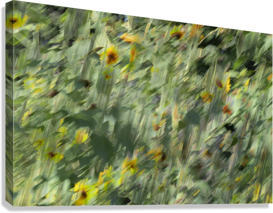 20240820 25 Canvas Print