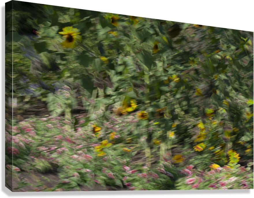 20240820 252 Canvas Print