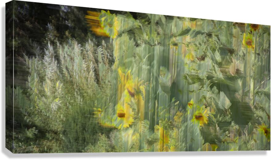 FS240820 13 Canvas Print